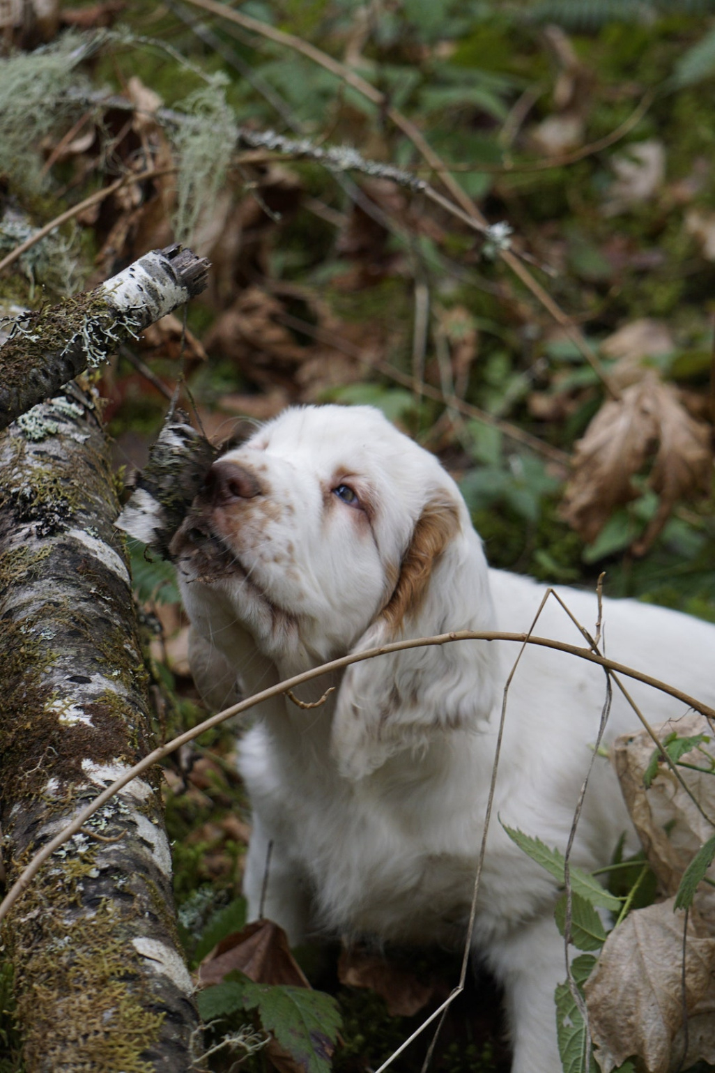 sample puppy buyer questionnaire  etsy puppy buyer questionnaire template sample